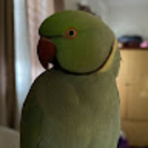 Meet your Posher, Bibi